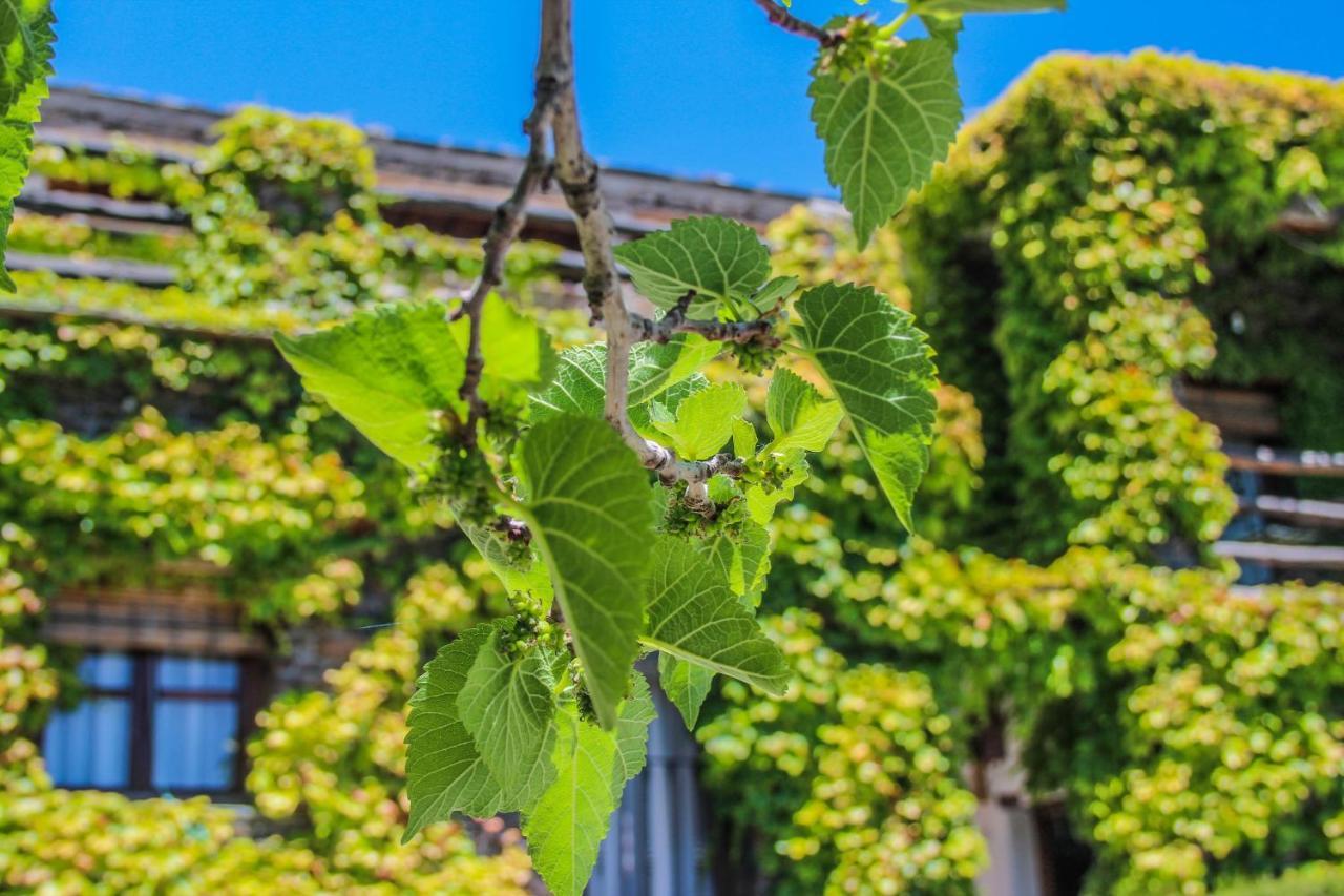 Casa Rural Catifalarga Alpujarra 카피레이라 외부 사진